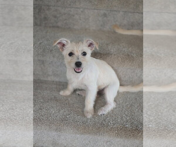 Medium Photo #4 Mutt Puppy For Sale in The Woodlands, TX, USA