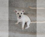 Small #3 Mutt