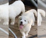 Small Photo #8 Great Pyrenees Puppy For Sale in MYAKKA CITY, FL, USA