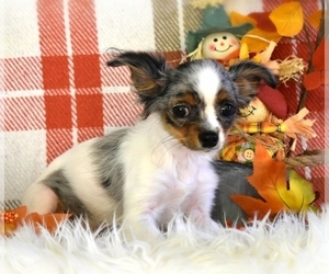 Chihuahua Puppy for sale in CLEVELAND, GA, USA