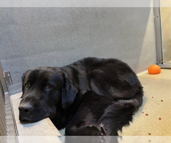 Medium Photo #1 Mutt Puppy For Sale in Rancho Cucamonga, CA, USA