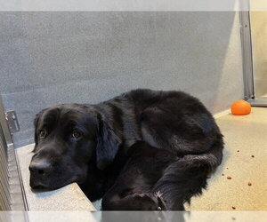 Mutt Dogs for adoption in Rancho Cucamonga, CA, USA