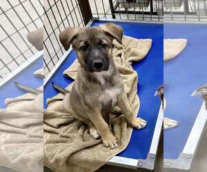 Mutt Dogs for adoption in Cave Creek, AZ, USA