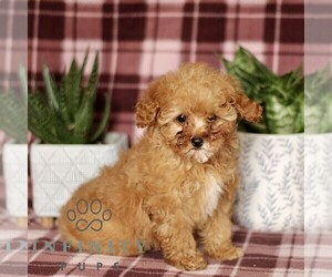 Cavapoo Puppy for sale in PARADISE, PA, USA