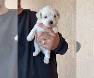 YorkiePoo Puppy for Sale in FALCON, Colorado USA