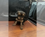 Small Photo #2 Yorkshire Terrier Puppy For Sale in SAN DIEGO, CA, USA