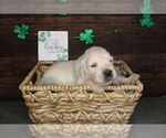 Small Photo #10 English Cream Golden Retriever Puppy For Sale in CLOVIS, CA, USA