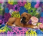 Small Photo #6 Boxer Puppy For Sale in STEVENS, PA, USA