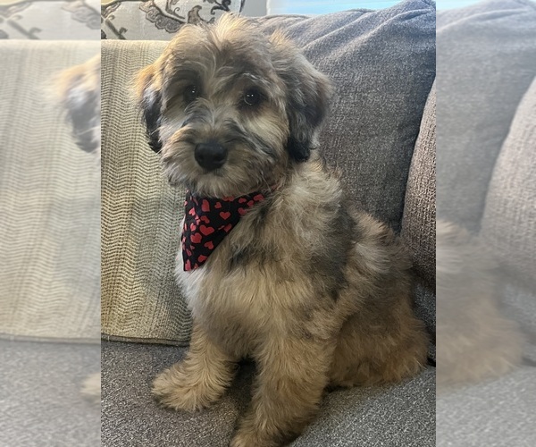 Medium Photo #1 Whoodle (Miniature) Puppy For Sale in RICHMOND, IL, USA