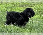 Small Photo #9 Goldendoodle Puppy For Sale in DUNDEE, OH, USA