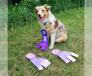 Mother of the Australian Shepherd puppies born on 01/04/2026