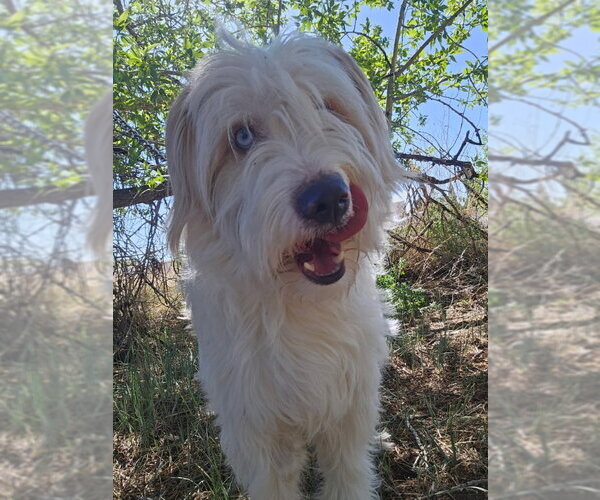 Medium Photo #3 Mutt Puppy For Sale in Monte Vista, CO, USA