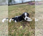 Small #18 Beagle