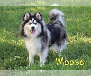 Father of the Pomsky puppies born on 02/11/2025