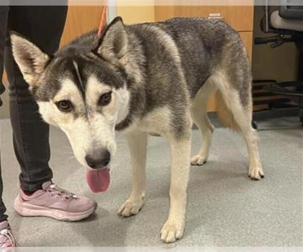 Medium Photo #1 Siberian Husky Puppy For Sale in Orange, CA, USA