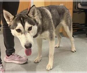 Siberian Husky Dogs for adoption in Orange, CA, USA