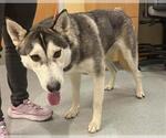 Small Siberian Husky