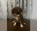 Small #17 Miniature Australian Shepherd