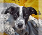 Small #1 American Staffordshire Terrier Mix