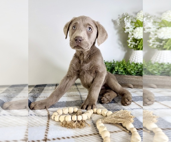 Medium Photo #3 Labrador Retriever Puppy For Sale in GREENFIELD, IN, USA