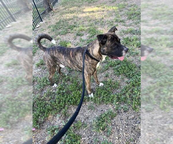 Medium Photo #1 American Staffordshire Terrier-Unknown Mix Puppy For Sale in San Antonio, TX, USA
