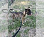 Small American Staffordshire Terrier Mix