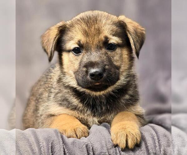 Medium Photo #1 Boxer-Unknown Mix Puppy For Sale in San Diego, CA, USA