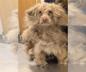 Poodle (Miniature) Dogs for adoption in Forestville, MD, USA