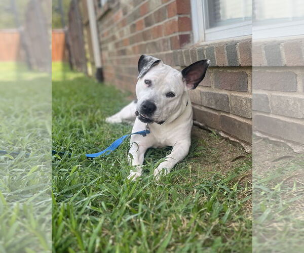 Medium Photo #5 Mutt Puppy For Sale in Shreveport, LA, USA