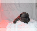 Small Photo #2 French Bulldog Puppy For Sale in SEBRING, FL, USA