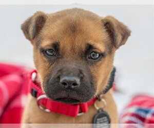 American Bulldog-German Shepherd Dog Mix Dogs for adoption in Princeton, MN, USA
