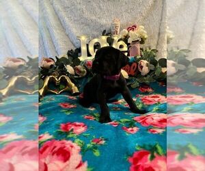 Great Dane Puppy for Sale in LIVINGSTON, California USA