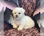 Small #1 Bichon Frise