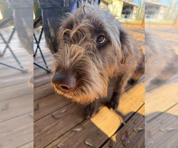 Medium Photo #2 Portuguese Water Dog-Unknown Mix Puppy For Sale in New York, NY, USA