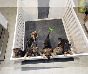 German Shepherd Dog Litter for sale in TARBORO, NC, USA