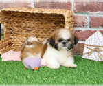Small #4 Shih Tzu