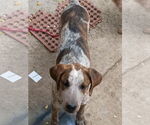 Small Coonhound