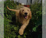 Puppy 5 Goldendoodle