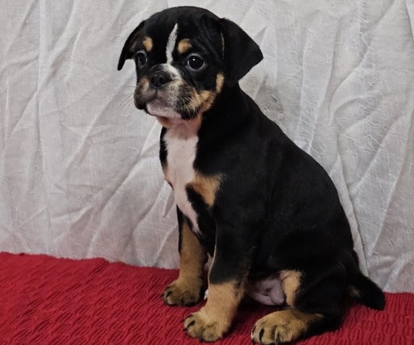 Medium Photo #1 Bulldog-Pugalier Mix Puppy For Sale in CLYDE, NY, USA