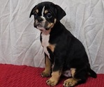 Small Bulldog-Pugalier Mix