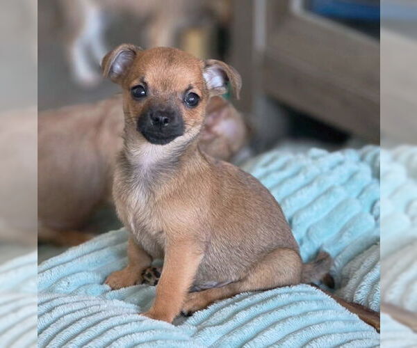 Medium Photo #3 Chihuahua-Unknown Mix Puppy For Sale in Chino Hills, CA, USA