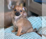 Small #2 Chihuahua Mix