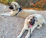 Small Photo #64 Anatolian Shepherd-Great Pyrenees Mix Puppy For Sale in AGOURA HILLS, CA, USA