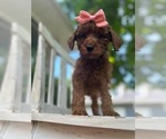 Small Photo #4 Goldendoodle-Poodle (Miniature) Mix Puppy For Sale in JEFFERSON CITY, MO, USA