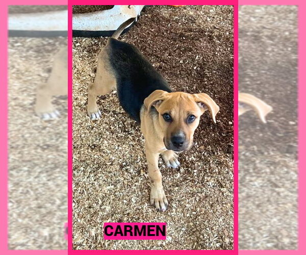 Medium Photo #4 Mutt Puppy For Sale in Granbury, TX, USA