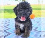 Small Photo #3 Maltipoo Puppy For Sale in ARTHUR, IL, USA
