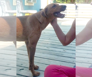 Professor Red - Male Labrador Retriever-Unknown Mix Dog for Adoption - Photo #16