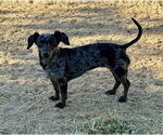 Small #3 Dachshund