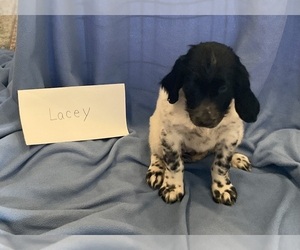 Munsterlander (Large) Puppy for sale in MANCHESTER, IA, USA