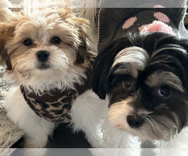 Medium Photo #1 Zuchon Puppy For Sale in FOLSOM, CA, USA